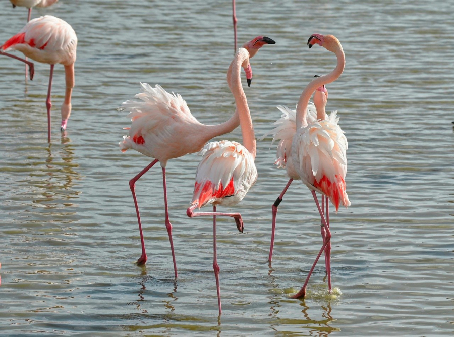 flamants roses camargue